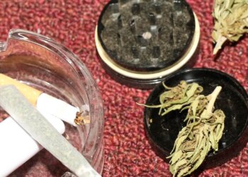 Keiner-kann-sehen-ob-es-ein-CBD-Strain-ist-1