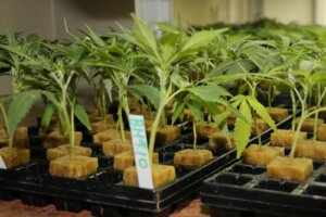 Tagliare le talee di marijuana è facile!