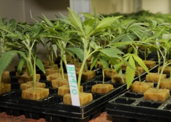 Marihuana-Stecklinge-schneiden-ist-leicht