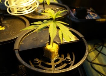 Schnelle-Wurzelung-dank-Aeroponischer-Systeme