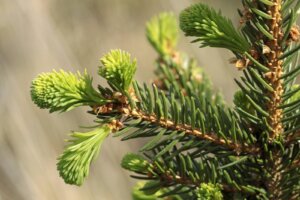 Heimische Ethnobotanik # 6 - Die Gemeine Fichte