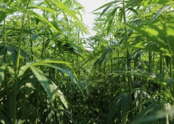 Hanf-wächst-nach-und-schont-die-Umwelt