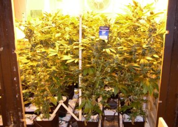 Hydroponischer-Marihuanaanbau-auf-CoGr-1