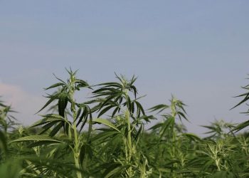 Ist Hanf schädlich?