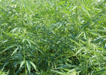 Kulturpflanze-Hanf-wächst-fast-überall