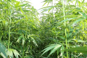 Marihuana Rechtslage Schweiz auf dem Regulierungsweg