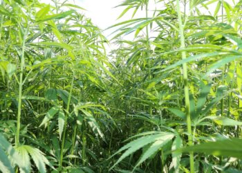 Marihuana-Rechtslage-Schweiz-mit-neuem-Bussenmodell