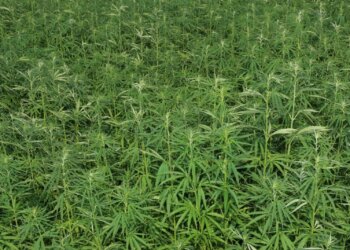 Nutzhanf-als-Hanfmedizin-bei-Krebs-reicht-nicht-aus