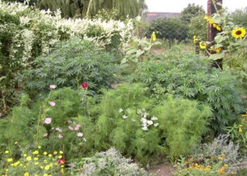 Weihnachts-Marihuanabaum-zu-Weihnachten-im-Sommer-1