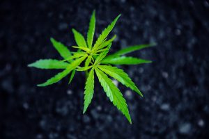 Quante foglie ha una foglia di canapa?