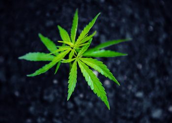 Wie-viele-Blätter-hat-ein-Hanfblatt-1