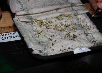 Keimen-Hanfsamen-immer-1