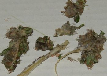 Schimmel-in-Cannabis-1