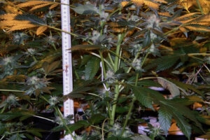 Terpenler - Kenevir Ne Zaman Kokuyor ve Neden?