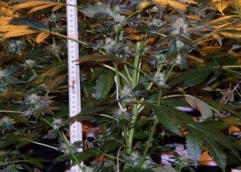 Terpene-Ab-wann-riecht-Hanf-und-warum-1