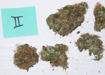 Warum ist ein THC Strain nicht immer gut?