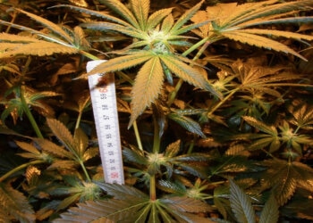 Woran-erkenne-ich-Hanf-welche-Unterschiede-gibt-es-