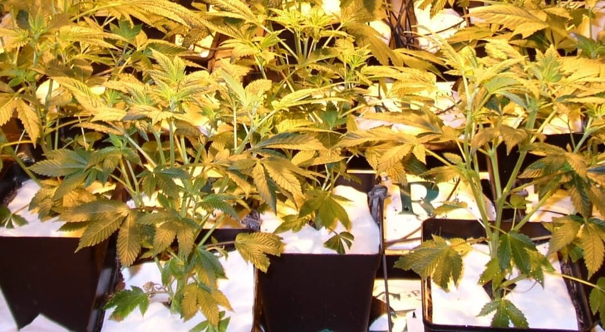 Mit Kurzerer Beleuchtungszeit Die Marihuanablute Einleiten