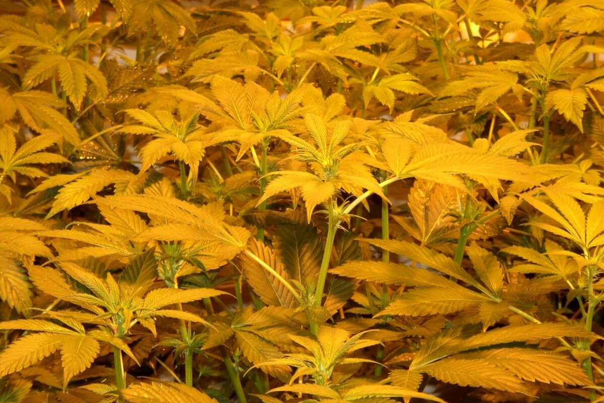 Mit Kurzerer Beleuchtungszeit Die Marihuanablute Einleiten