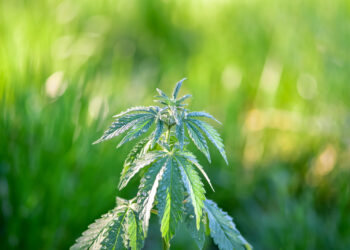 Aufmerksame-Bürger