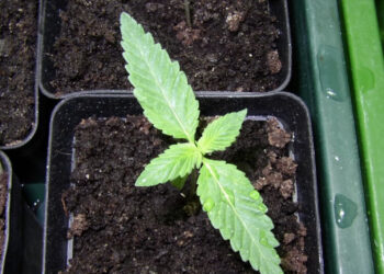 Aufzucht-aus-Saat-wenn-die-Seeds-frisch-sind