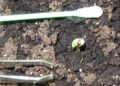 Aufzucht-aus-Seeds-Wenn-die-Luft-trocken-ist