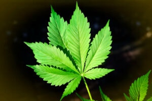 Busca domiciliar por cheiro de cannabis: quando a polícia pode entrar?