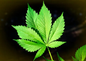 Blatt-der-Hanfpflanze