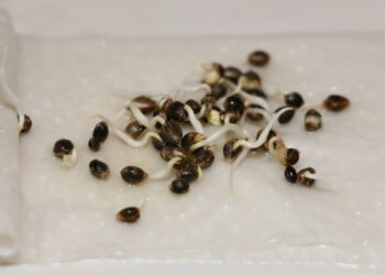 Das-vorkeimen-der-Hanfsamen-unter-guten-Bedingungen