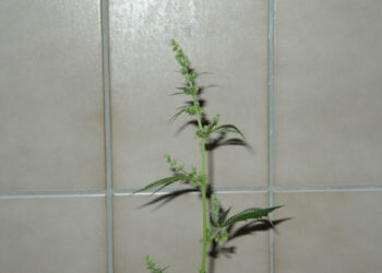 Diese-männliche-Pflanze-wird-den-Sensimila-Marihuananbau-verderben