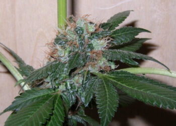 Eigenanbau-besser-als-Schwarzmarkt