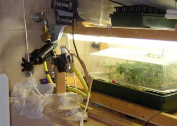 Eigene-Marihuana-Aufzuchterfahrungen-machen-erfinderisch-10055-1