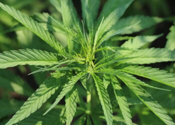 Es-könnten-wegen-Kiffer-vielleicht-gehaeurft-Auffahrunfaelle-vorkommen