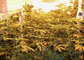 Feminisierte-Hanfsamen-sind-aehnlich-homogen-wie-Stecklinge