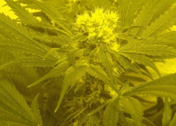 Gutes-Zahlungsmittel-nach-der-Bargeldabschaffung-1