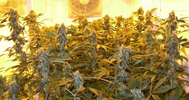 Marihuana Guter Qualitat Ernten Marihuana Ernte Hanf Magazin
