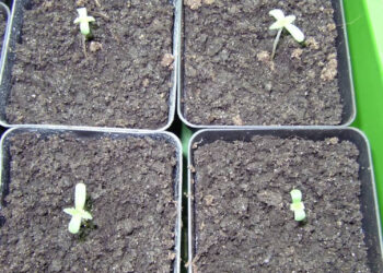 Marihuanaseeds-nach-dem-aufgehen