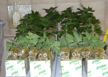 Mehr-Platz-für-die-Wurzeln-in-der-Marihuana-Jungpflanzenpflege