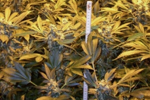 Coltivazione Indoor Cannabis - Indice