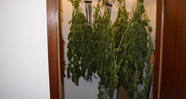Nach Der Ernte Richtig Trocknen Lagerung Von Marihuana Hanf