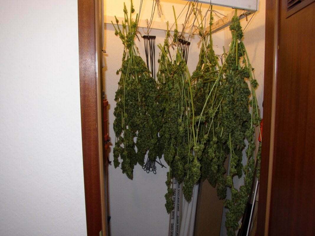 Nach der Ernte richtig trocknen Lagerung von Marihuana Hanf Magazin
