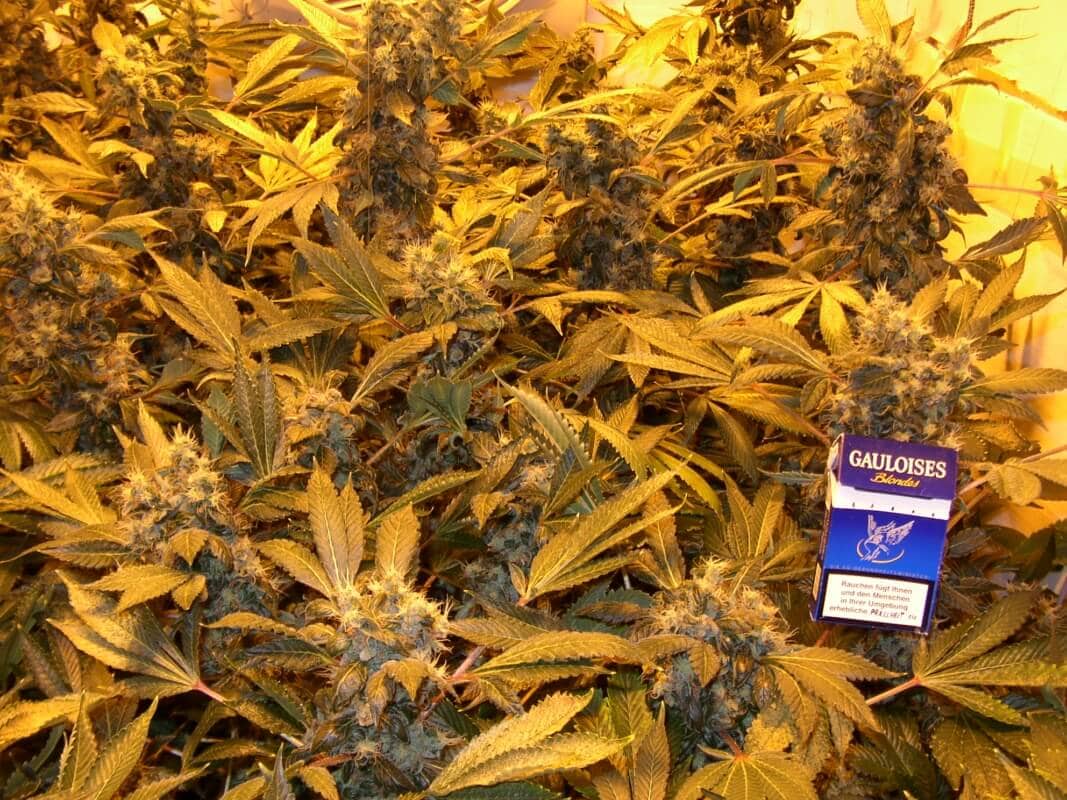 Die Marihuanablute Vorweg Blutephase Von Marihuana Hanf Magazin