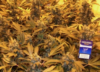 So-kann-die-Marihuanablüte-bei-jedem-aussehen