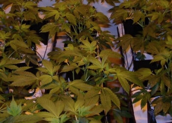 Sogar-Anfänger-können-das-schaffen