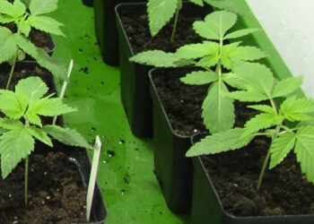 Warum-sind-Autoflower-Strains-anders-1