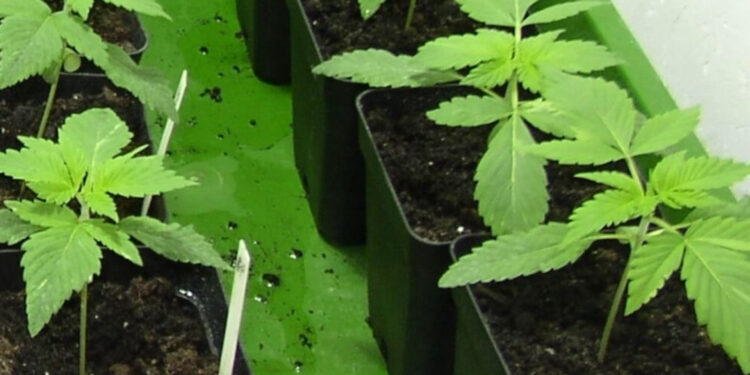 Warum-sind-Autoflower-Strains-anders-1