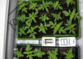 Weed-Seeds-ansetzen-Wenn-alles-klappt