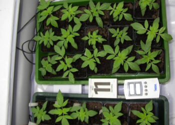 Weed-Seeds-ansetzen-Wenn-alles-klappt