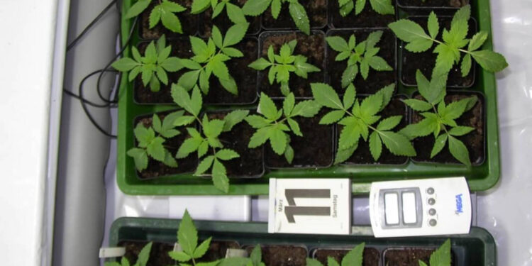 Weed-Seeds-ansetzen-Wenn-alles-klappt