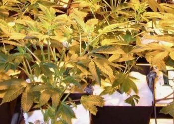 Mit kürzerer Beleuchtungszeit die Marihuanablüte einleiten